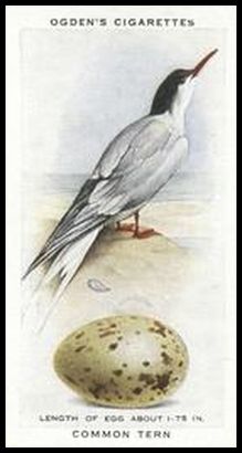 43 Common Tern